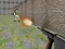 Permainan Bullet Fire talian