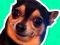 Permainan What meme dog are you ? talian