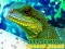 Permainan Chinese Water Dragon Jigsaw talian