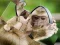 Permainan Chimpanzee Jigsaw talian