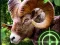 Permainan Crazy Goat Hunter 2020 talian