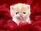 Permainan Funny Kitty talian