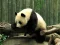 Permainan Pandas Puzzle talian