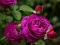 Permainan Purple Roses talian