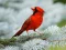 Permainan Birds Puzzle talian