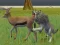 Permainan Wolf Life Simulator talian