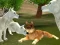 Permainan Wild Wolves Hunger Attack talian
