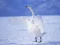 Permainan Graceful Swans talian