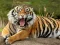 Permainan Animals Jigsaw Puzzle Tiger talian