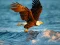 Permainan Animals Jigsaw Puzzle Eagle talian