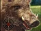 Permainan Boar Hunting Jigsaw talian