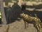 Permainan African Cheetah Hunting Simulator talian