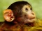 Permainan Funny Baby Monkey talian
