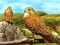 Permainan Birds of Prey Slide talian