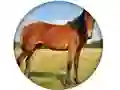 Permainan Animal Quiz talian
