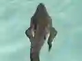 Permainan Crocodile Simulator Beach Hunt talian