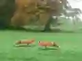Permainan Hunted Fox talian