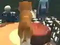 Permainan Dog Simulator: Puppy Craft talian