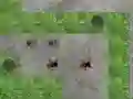 Permainan Spider Tower Defence talian