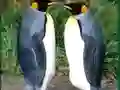 Permainan Penguin Puzzle talian