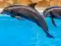 Permainan Sea Dolphin Jigsaw talian