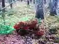 Permainan Bernati Forest Adventure talian