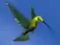 Permainan Hummingbird House Escape talian