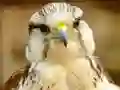 Permainan Gyrfalcon Jigsaw talian