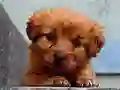Permainan Puppy Puzzle talian