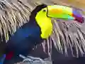 Permainan Toucan Bird Jigsaw talian