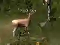 Permainan Sniper Hunting Deadly Animal talian