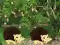 Permainan Escape From Mango Farm talian