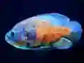 Permainan Tiger Fish Jigsaw talian