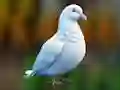 Permainan Realistic Pigeon Rescue talian