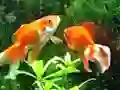 Permainan Blue Fish Escape talian