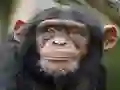 Permainan Chimpanzee Jigsaw talian