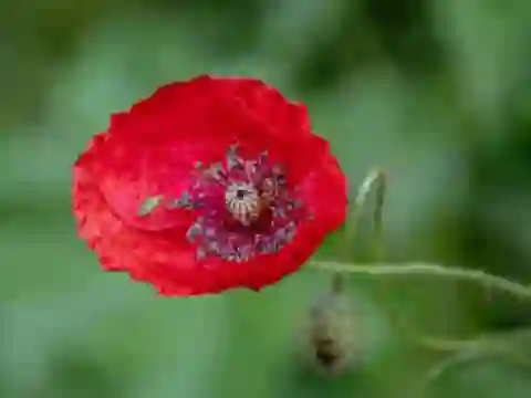 Permainan Poppy Nature Flower Jigsaw talian