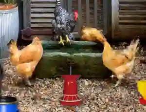 Permainan Poultry Farm Easter Escape talian
