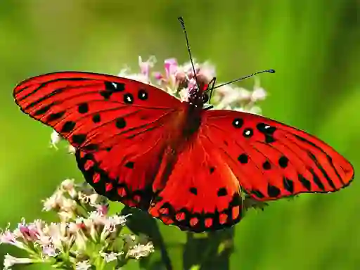 Permainan Nature Jigsaw Puzzle Butterfly talian