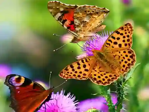 Permainan Butterfly Slide talian