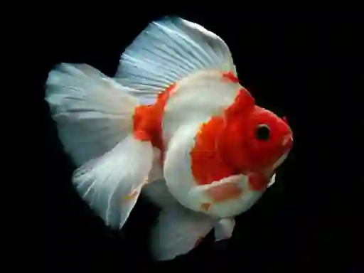 Permainan Gold Fish Jigsaw Puzzle talian