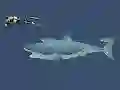 Permainan Mad Shark talian