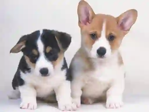 Permainan Cute Puppies Puzzle talian
