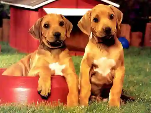 Permainan Puppy Pairs Puzzle talian