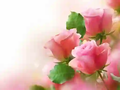 Permainan Pink Roses talian