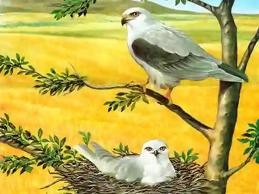 Permainan Birds Of Prey Puzzle talian