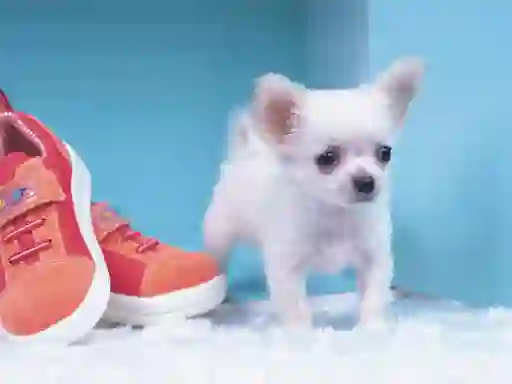 Permainan Lovely Puppy Puzzle talian