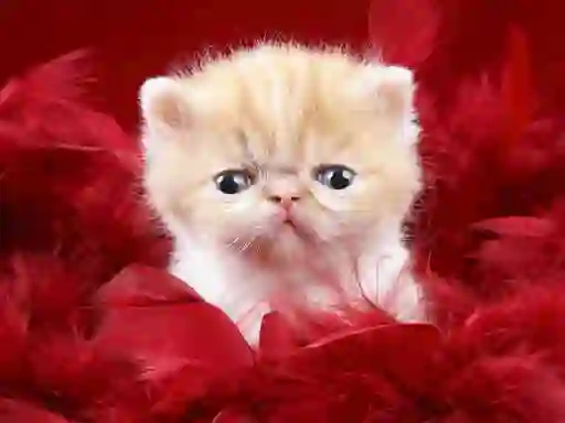 Permainan Funny Kitty talian