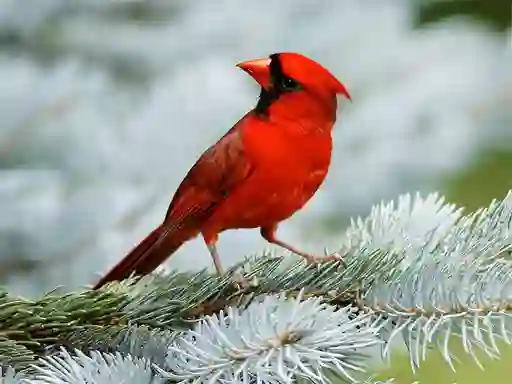 Permainan Birds Puzzle talian