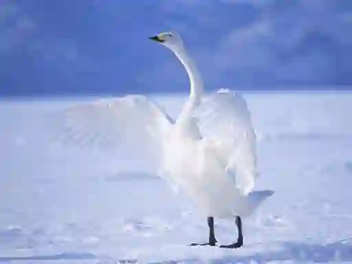 Permainan Graceful Swans talian